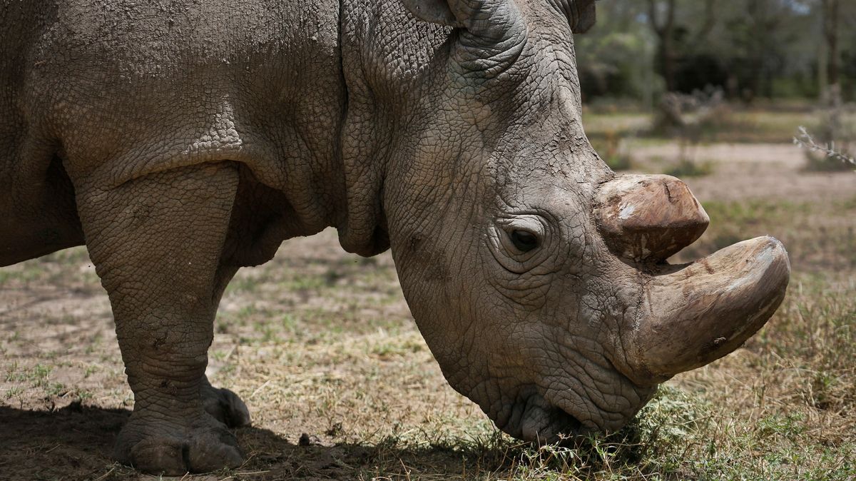 První krok k záchraně bílého nosorožce. Vědci vytvořili jeho zárodečné buňky